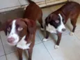Estrela