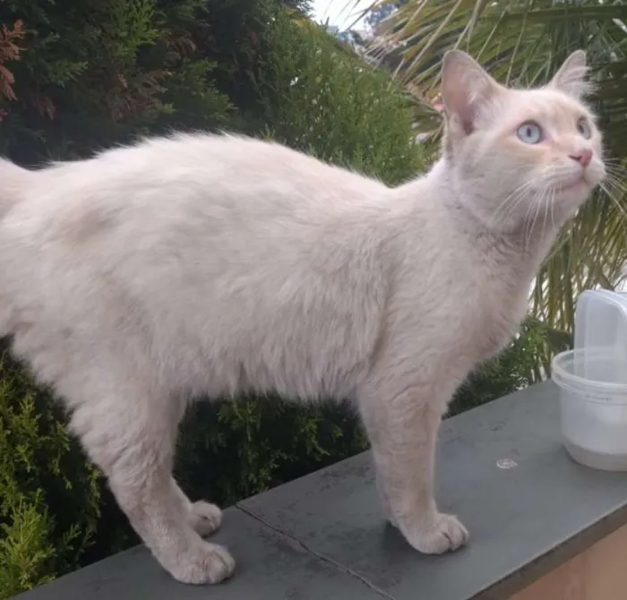 Gato ra a srd idade 2 anos nome Lipe