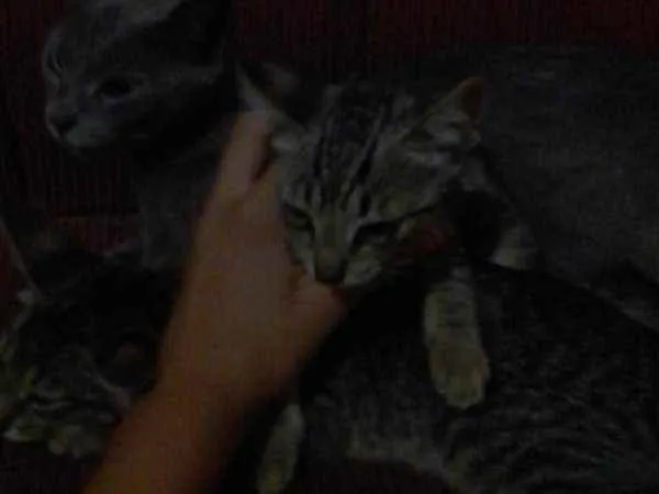 Gato ra a vira lata idade 2 a 6 meses nome lucy.....Evee Jhey