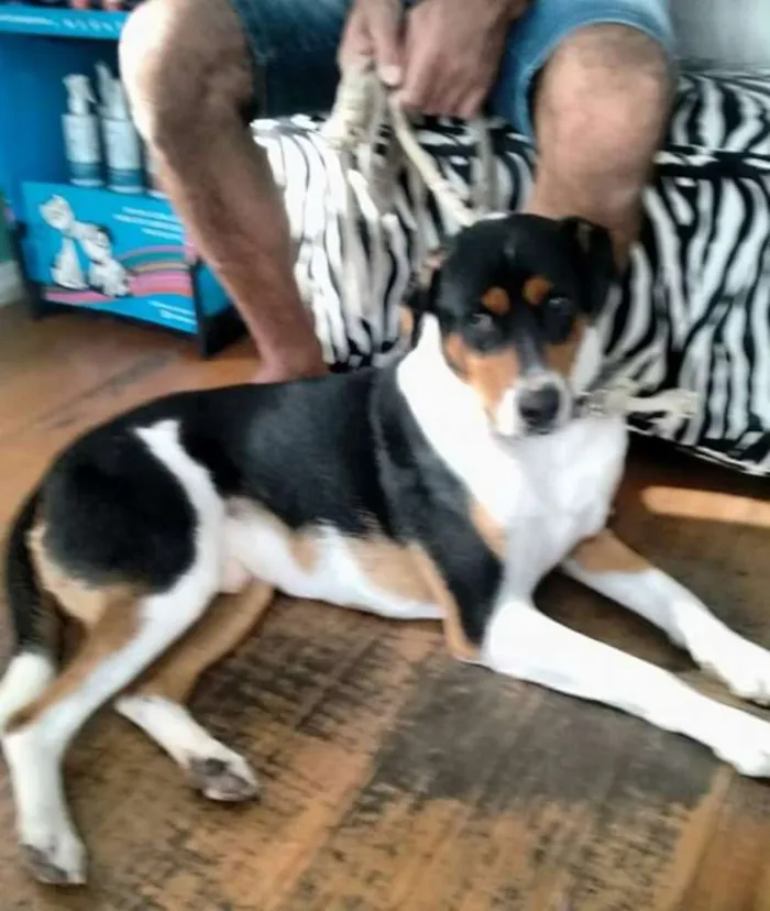 Cachorro ra a Indefinida idade 5 anos nome Bidu