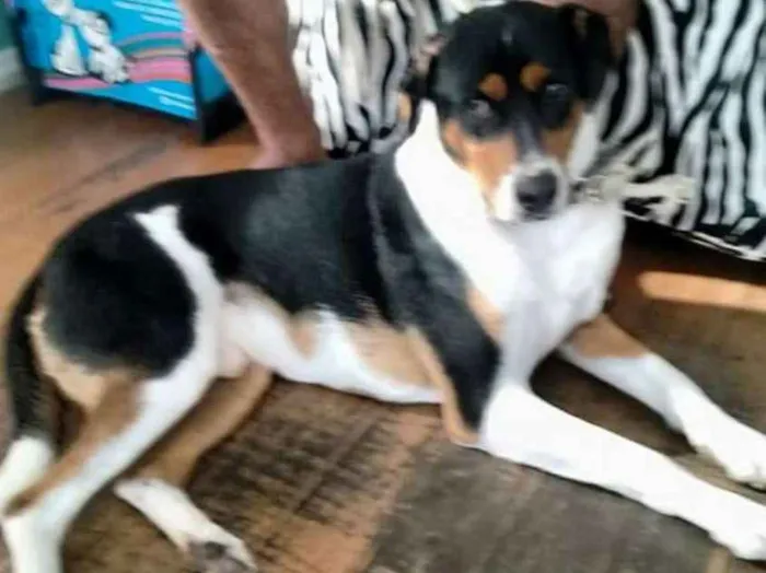 Cachorro ra a Indefinida idade 5 anos nome Bidu