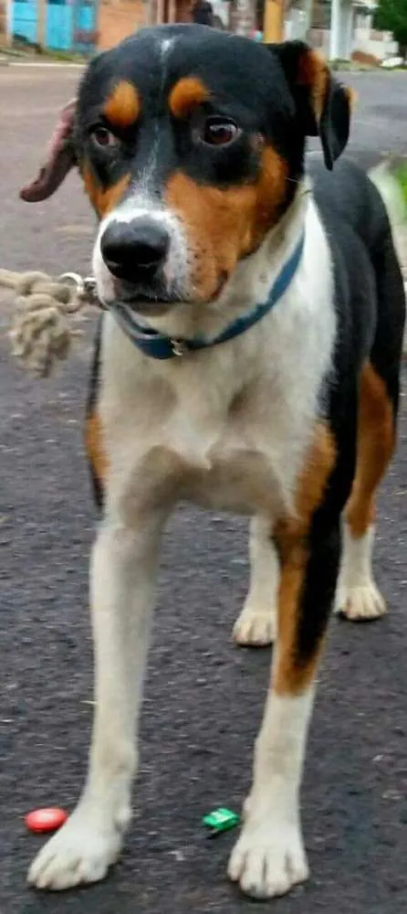 Cachorro ra a Indefinida idade 5 anos nome Bidu