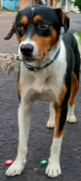 Bidu