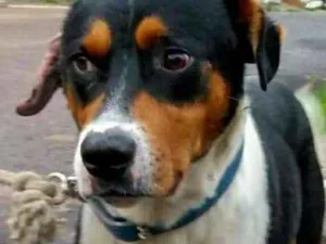 Cachorro raça Indefinida idade 5 anos nome Bidu