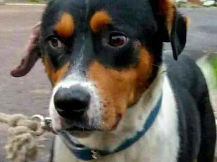 Cachorro ra a Indefinida idade 5 anos nome Bidu