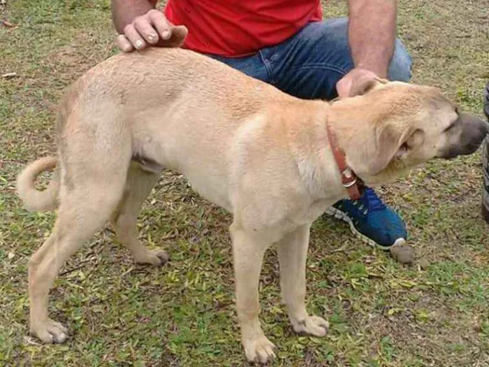 Cachorro ra a Indefinida idade 2 anos nome Faísca