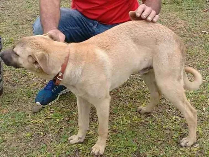 Cachorro ra a Indefinida idade 2 anos nome Faísca
