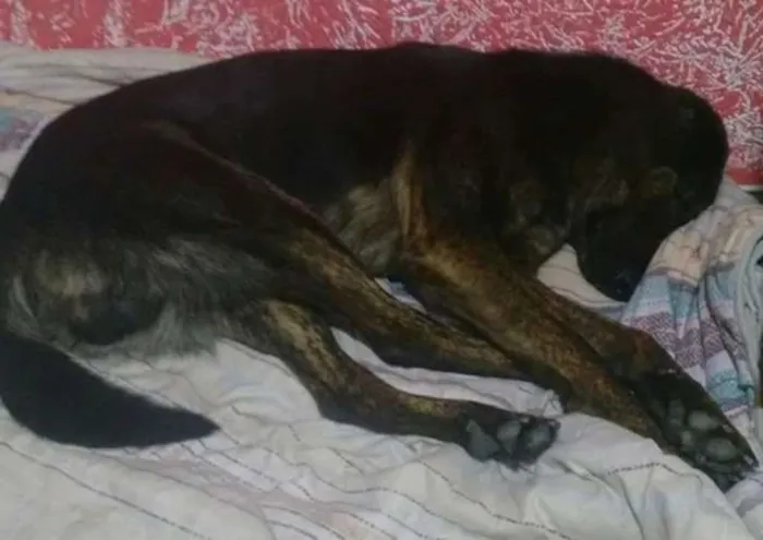 Cachorro ra a Indefinida idade 4 anos nome Lobo
