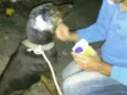 Lobo