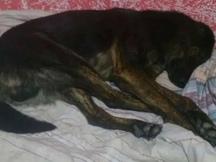 Cachorro ra a Indefinida idade 4 anos nome Lobo