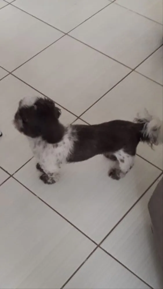 Cachorro ra a Shitzu idade 3 anos nome Toddy