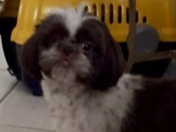 Cachorro ra a Shitzu idade 3 anos nome Toddy