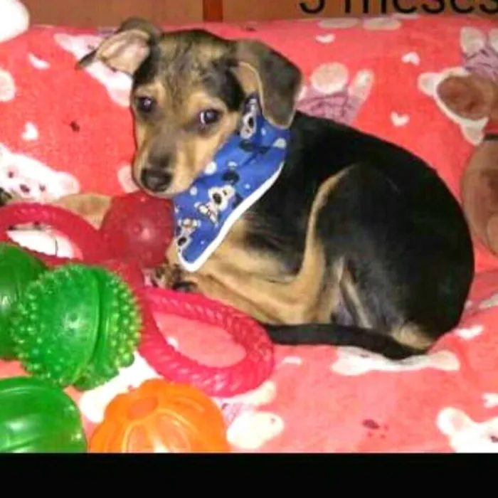 Cachorro ra a  idade 2 a 6 meses nome Filhotes Sueli