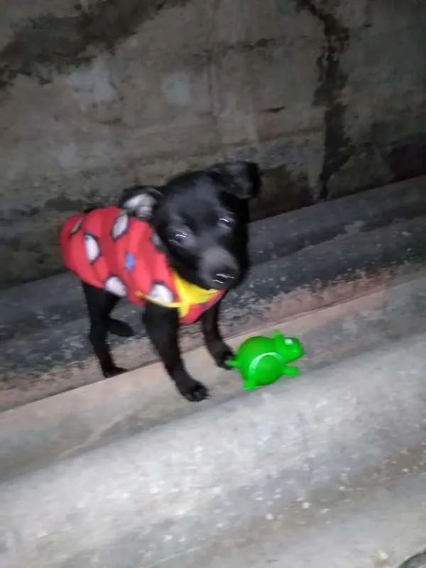 Cachorro ra a srd idade 2 a 6 meses nome Bebezinha