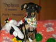 Filhotes Sueli