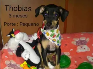 Cachorro raça  idade 2 a 6 meses nome Filhotes Sueli