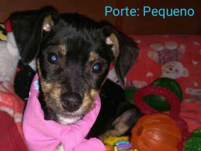 Cachorro ra a  idade 2 a 6 meses nome Filhotes Sueli