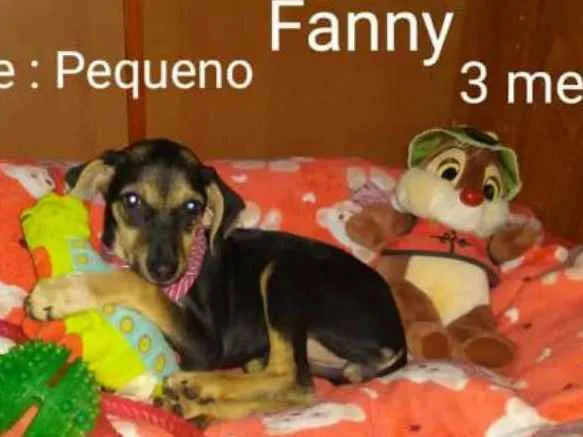 Cachorro ra a  idade 2 a 6 meses nome Filhotes Sueli