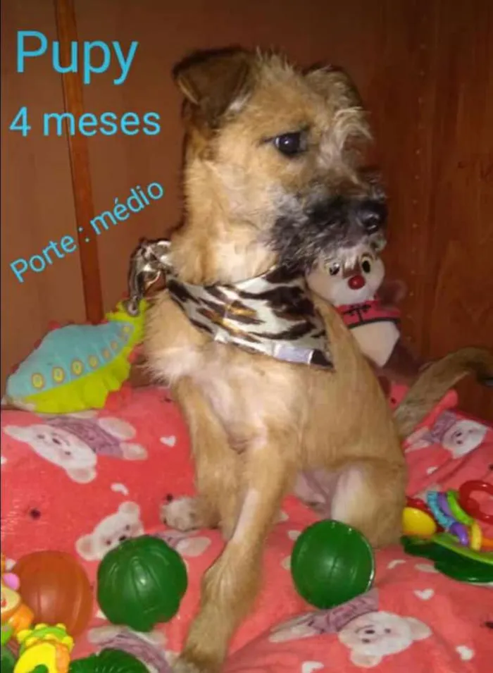 Cachorro ra a  idade 2 a 6 meses nome Filhotes Sueli