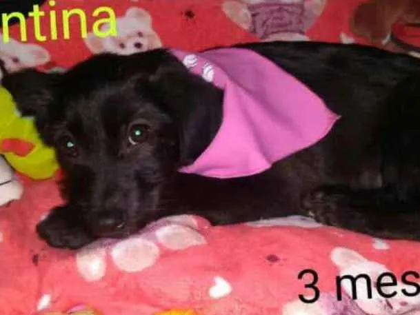 Cachorro ra a  idade 2 a 6 meses nome Filhotes Sueli