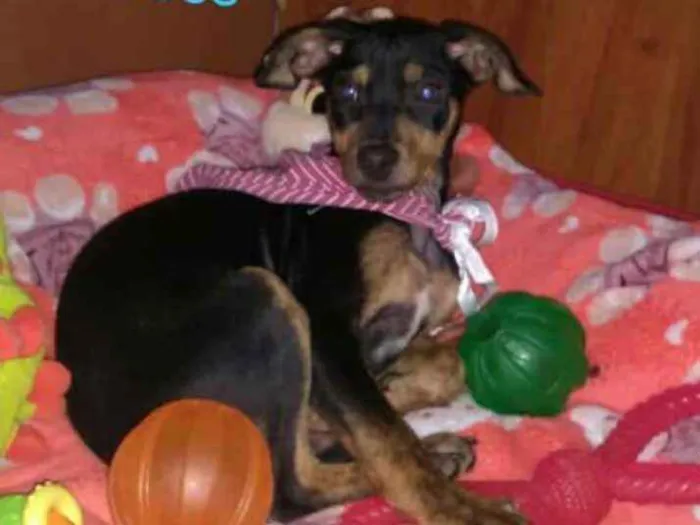 Cachorro ra a  idade 2 a 6 meses nome Filhotes Sueli