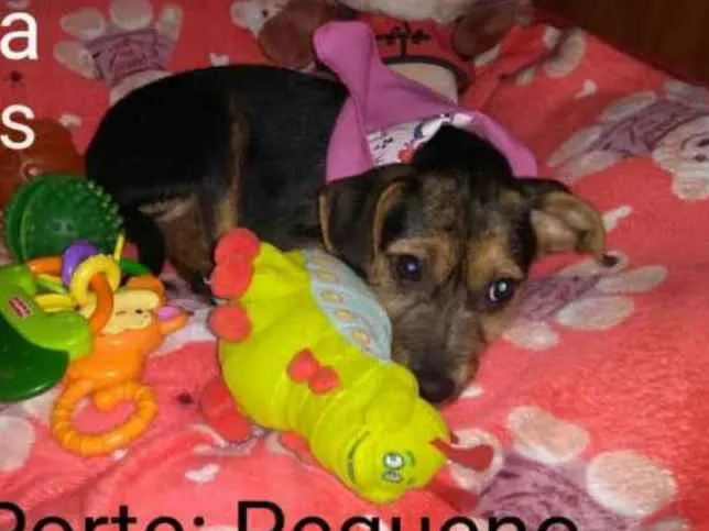 Cachorro ra a  idade 2 a 6 meses nome Filhotes Sueli