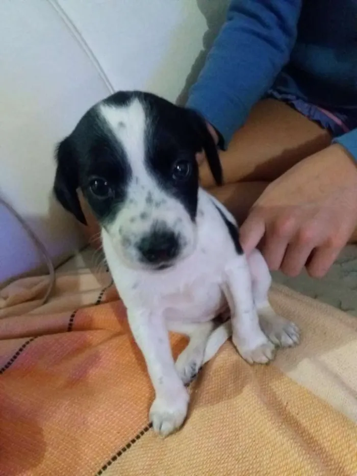 Cachorro ra a Misturado idade Abaixo de 2 meses nome 4 lindas fêmeas 