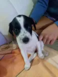4 lindas fêmeas