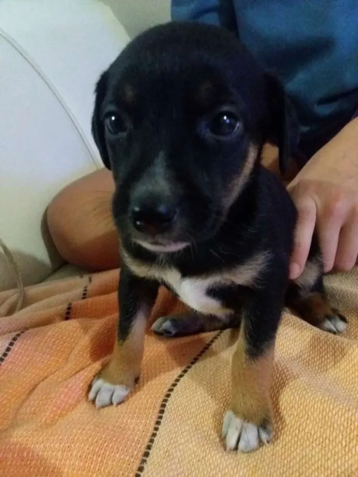 Cachorro ra a Misturado idade Abaixo de 2 meses nome 4 lindas fêmeas 