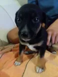 4 lindas fêmeas