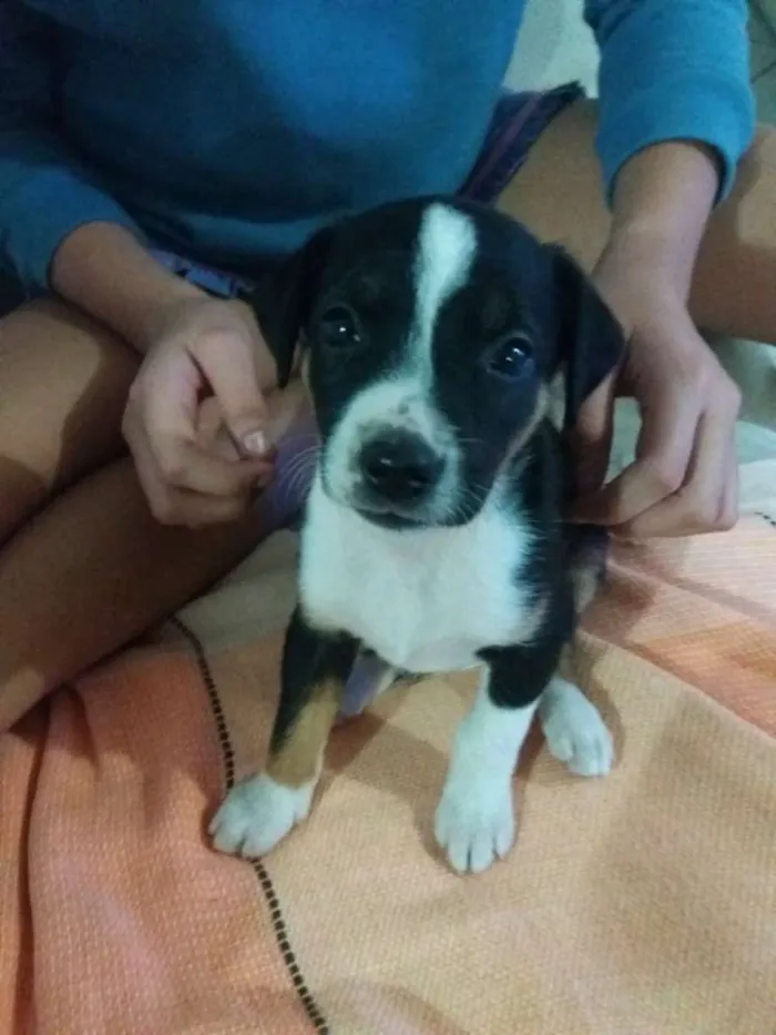 Cachorro ra a Misturado idade Abaixo de 2 meses nome 4 lindas fêmeas 