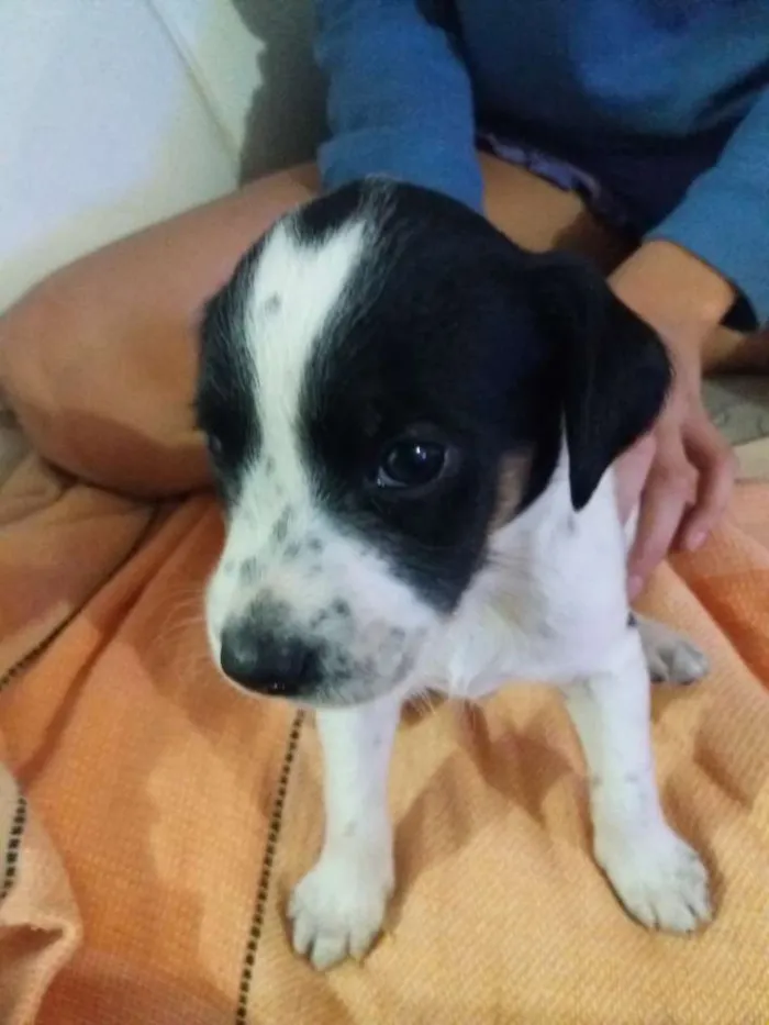 Cachorro ra a Misturado idade Abaixo de 2 meses nome 4 lindas fêmeas 