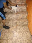 Alemão