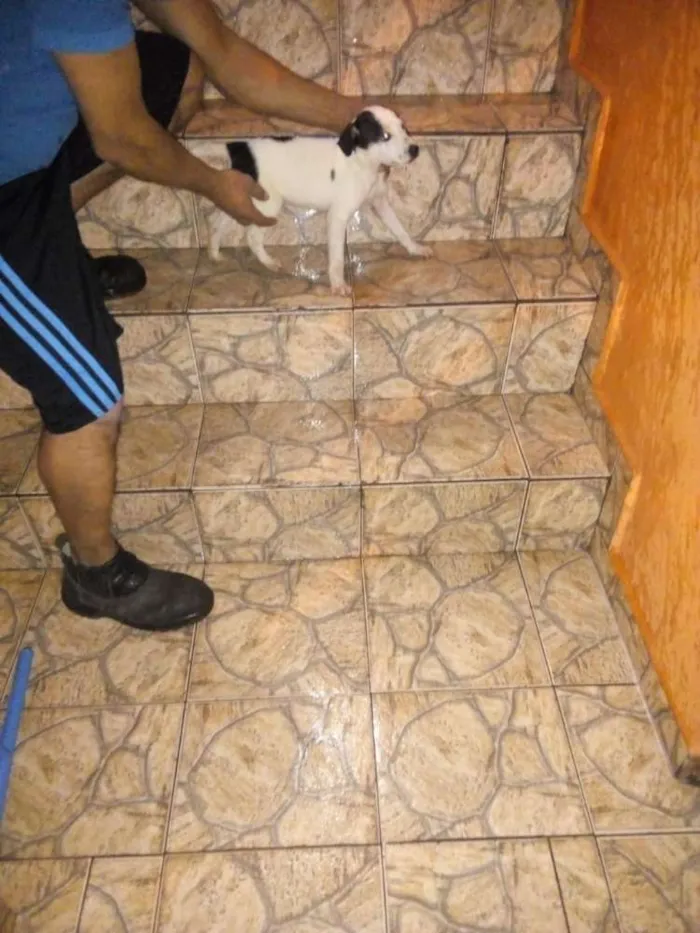 Cachorro ra a Virá lata idade 2 a 6 meses nome Alemão