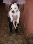 Alemão