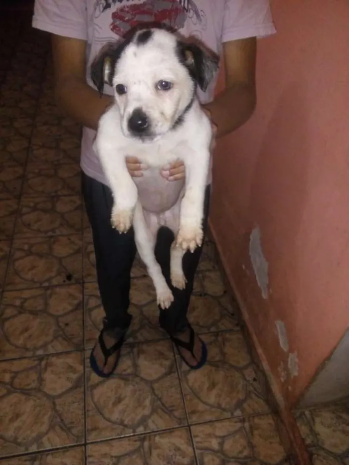 Cachorro ra a Virá lata idade 2 a 6 meses nome Alemão