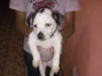 Alemão