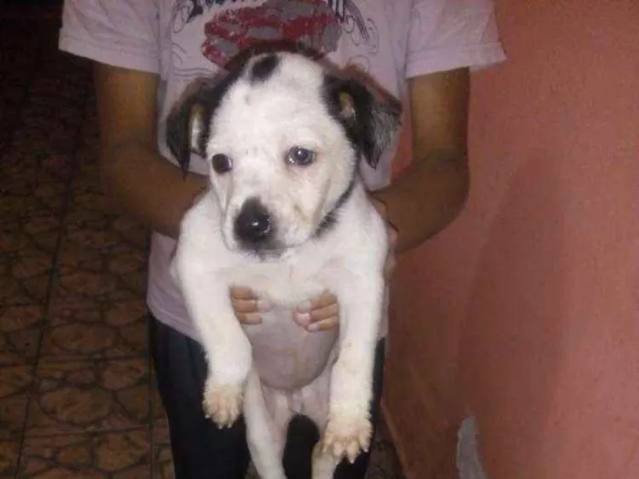 Cachorro ra a Virá lata idade 2 a 6 meses nome Alemão