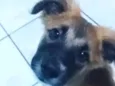 Lilo