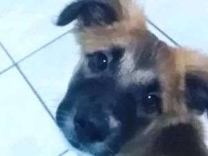 Cachorro raça Sem Raça Definida idade 2 a 6 meses nome Lilo