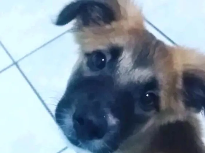 Cachorro ra a Sem Raça Definida idade 2 a 6 meses nome Lilo