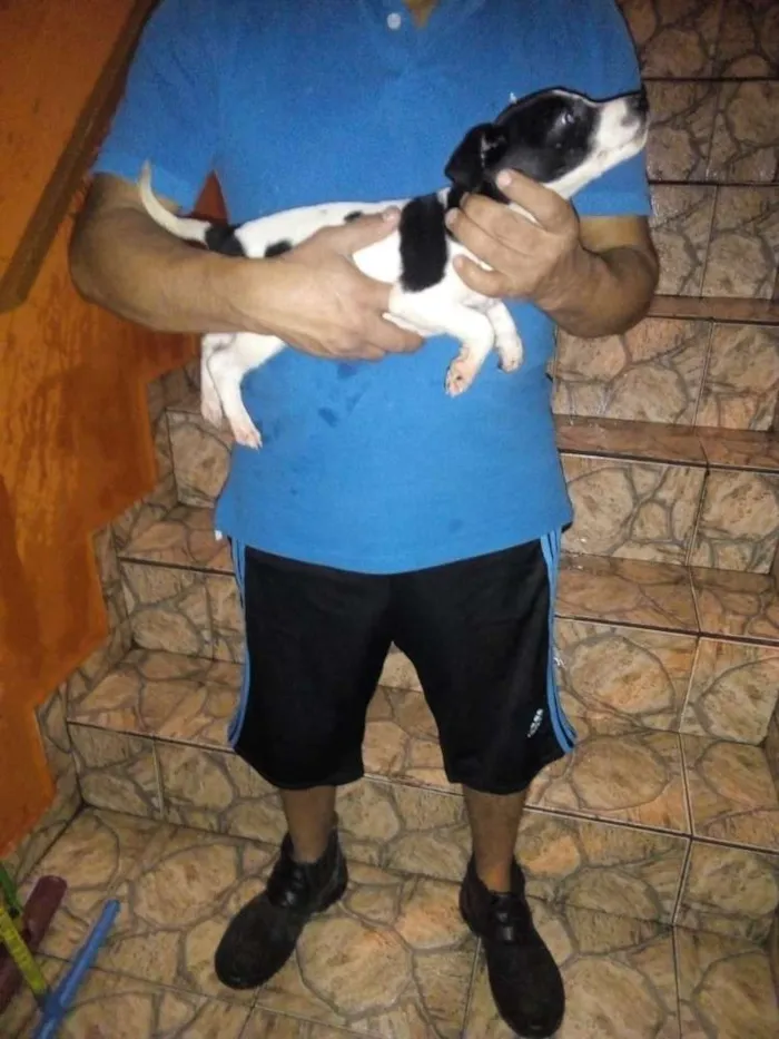 Cachorro ra a Virá lata idade 2 a 6 meses nome Pintada