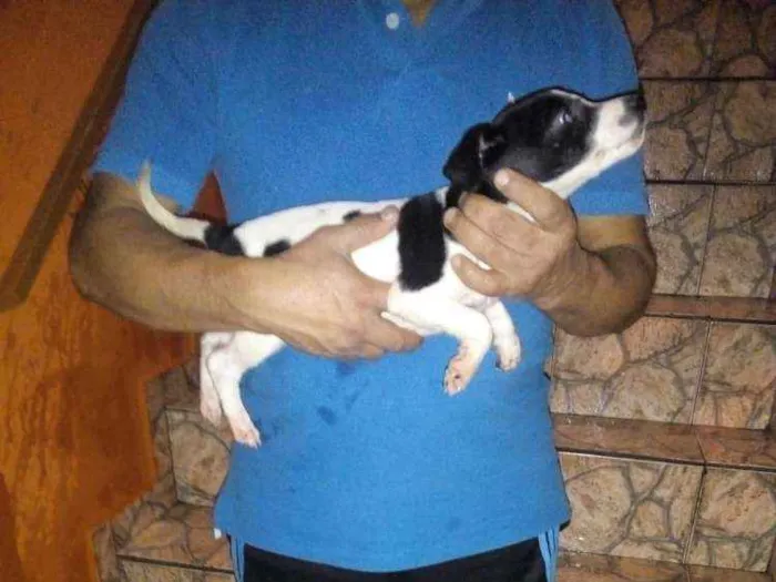 Cachorro ra a Virá lata idade 2 a 6 meses nome Pintada
