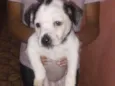 Alemão