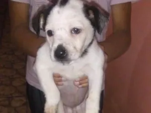 Cachorro raça Virá lata idade 2 a 6 meses nome Alemão