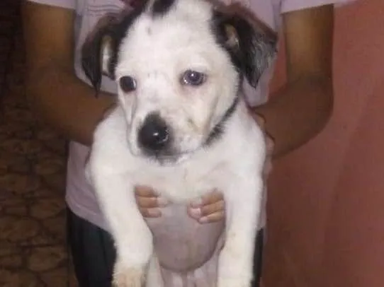 Cachorro ra a Virá lata idade 2 a 6 meses nome Alemão