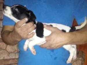 Cachorro raça Virá lata idade 2 a 6 meses nome Pintada