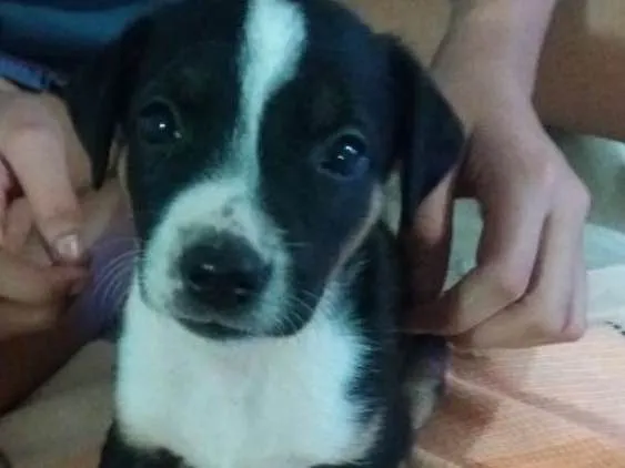 Cachorro ra a Misturado idade Abaixo de 2 meses nome 4 lindas fêmeas 