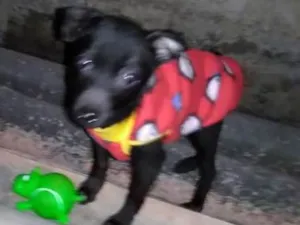 Cachorro raça srd idade 2 a 6 meses nome Bebezinha