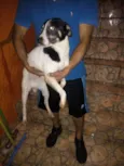Totó